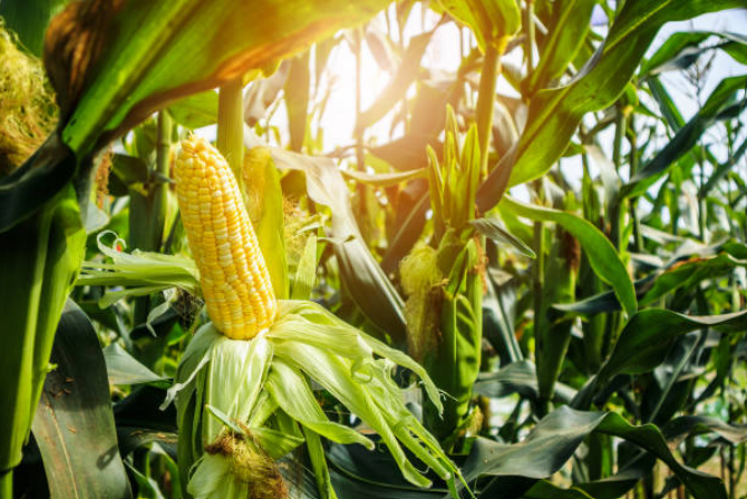 Identification of Plant Varieties Robust to Environmental Stress